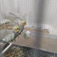 عروس هلندی|پرنده|شیروان (خراسان), |دیوار