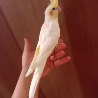 عروس هلندی دستی