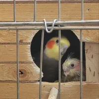 عروس هلندی نر بالغ آماده جفت کردن سالم سالم