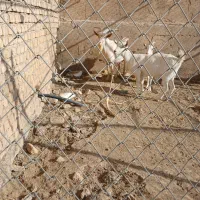 نربز سانن خالص  یک ساله