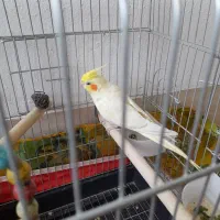 عروس هلندی