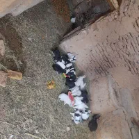 فروش تعدادی خرگوش