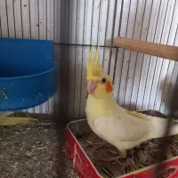 عروس هلندی دستی و نیمه رام