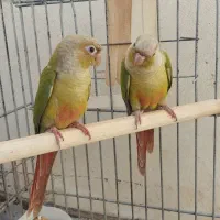 طوطی گرینچیک|پرنده|شیراز, شهرک قمشه|دیوار