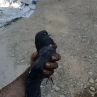 کبوتر|پرنده|پردیس, شهرک صنعتی خرمدشت فاز ۷|دیوار