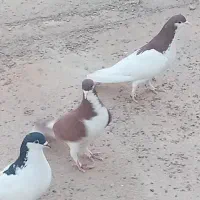 کبوتر اصفهانی. امری