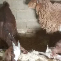 فروش بز دورگ با بزغاله