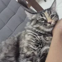 گربه|گربه|شهریار, شهرک امیریه|دیوار