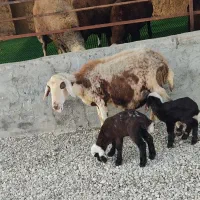 گوسفند دوقلوزا با دوتا بره نر و ماده