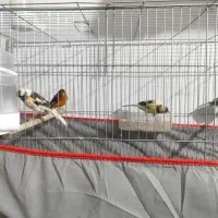 4تا ماده قناری به ضمانت تخم