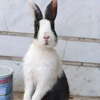 خرگوش مینیاتوری|موش و خرگوش|دزفول, |دیوار