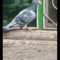 کبوترپولکی