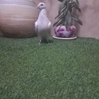 پلاکی سفید شکار|پرنده|شاهین‌شهر, گزبرخوار|دیوار