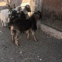 بزغاله نر وماده