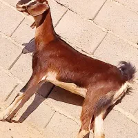 مری ابست جملزاه