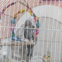 عروس هلندی|پرنده|شیراز, فضل‌آباد|دیوار