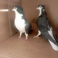دمگیر دوبحر سیاه پشت|پرنده|اصفهان, سودان|دیوار