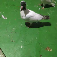 کبوتر پرستویی دونه خور .