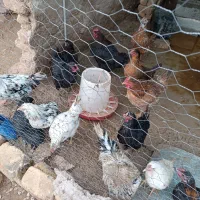 مرغ محلی و گلین