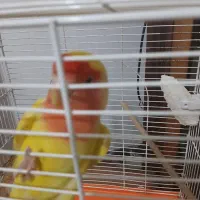طوطی برزیلی|پرنده|اصفهان, فردوان|دیوار