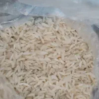 برنج پرمحصول محلی گیلان  زیر قیمت بازار۲۰۰ هزار