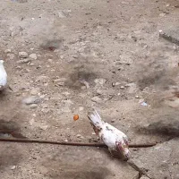 فروش چند عدد کبوتر در بندر دیر