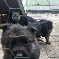 ژرمن شپهرد شولاین|سگ|ساری, |دیوار