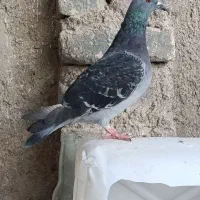 کفتر جوانه عتیقه|پرنده|زابل, |دیوار