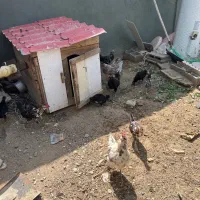 مرغ و نیمچه گلین