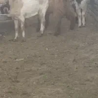 بزبزغاله میش|حیوانات مزرعه|تربت‌حیدریه, کوی شهید احمدزاده ملکی|دیوار