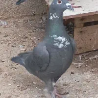 کفتر گوره سینه سفید،شامی،میولمنز،طوق هفترنگ|پرنده|وحدتیه, |دیوار