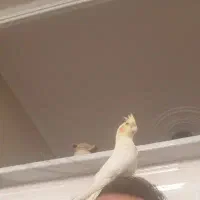 عروس هلندی گمشده