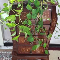 گل پتوس وفردوس سرحال وزیبارونده