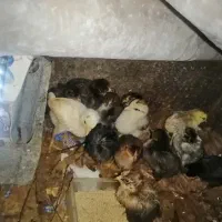 جوجه محلی سالم