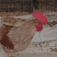 خروس