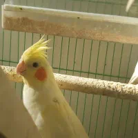 تعدادی عروس هلندی