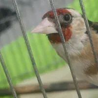 سهره ماده آماده