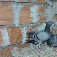 کبوتر آلمانی‌دستگیر‌شده