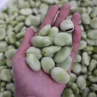 باقالی تازه دستچین