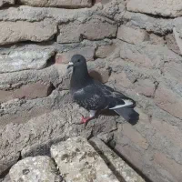 کبوتر