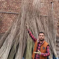 فروش عمده نهال صنوبر یک تا سه ساله