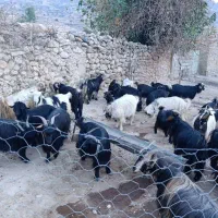 گوسفند داشتی