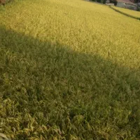 نیازمند ۳۰۰ میلیون سرمایه جهت خرید برنج هستیم