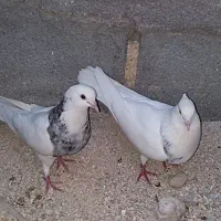 فروش طوقی الماسی نر و ماده