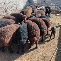 بره همو وهترو نر وماده