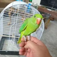 پرنده ملنگو