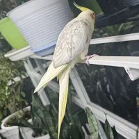 عروس هلندی گمشده