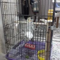 عروس هلندی ومرغ عشق