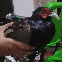 پرنده|پرنده|زهک, |دیوار