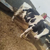 کنسانتره گاو شیری